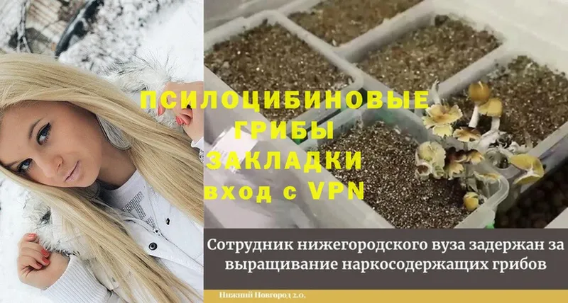 мега онион  Камызяк  Галлюциногенные грибы Psilocybine cubensis 